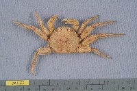 藏品(鱗形斜紋蟹)的圖片